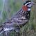 Chestnut-collared Longspur